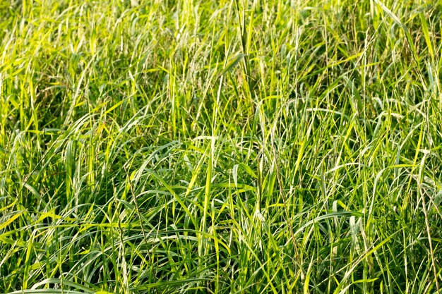 Foto vollformat-aufnahme von frischem grünem feld