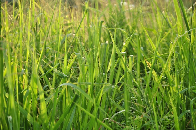 Vollformat-Aufnahme von Gras auf dem Feld