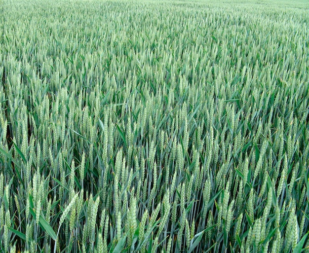 Vollformat-Aufnahme von Pflanzen auf dem Feld