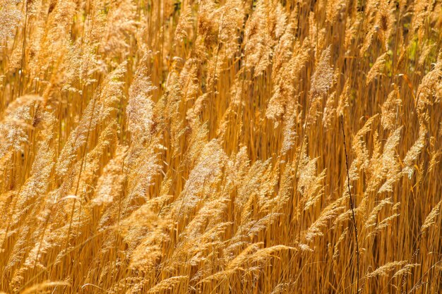 Foto vollformat-aufnahme von pflanzen auf dem feld