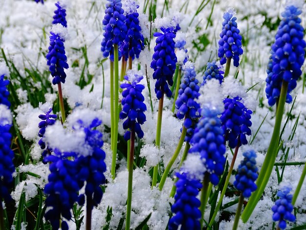 Vollformat-Aufnahme von schneebedeckten Traubenhyacinthblüten