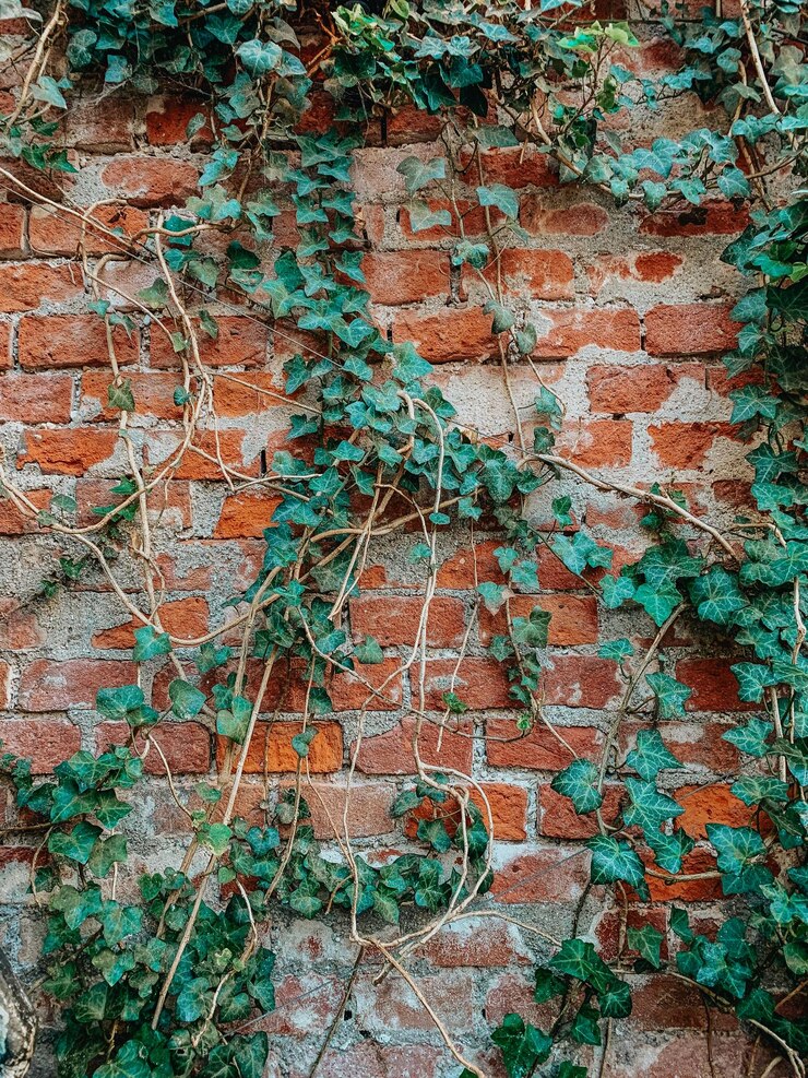 Foto vollformat-aufnahme von verwitterter wand-efeu