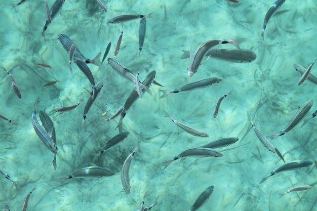 Foto vollformat-bild von fischen, die im wasser schwimmen