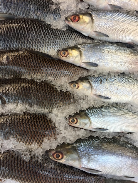 Vollformat-Bild von Fischen im Eis am Marktstand