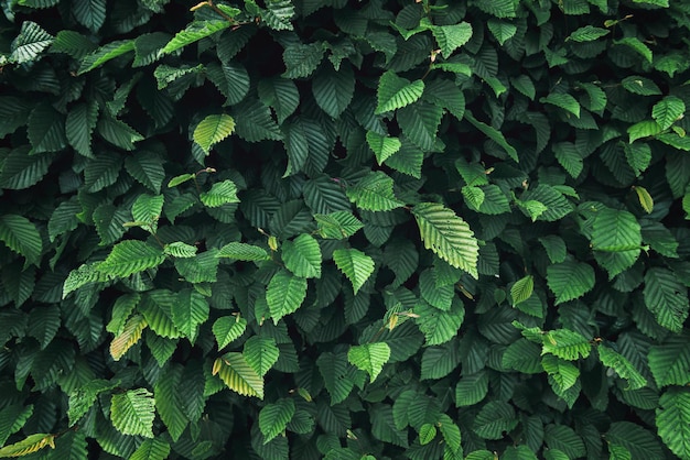 Vollformat-Bild von grünen Pflanzen