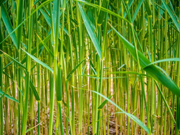 Vollformat-Bild von Pflanzen auf dem Feld