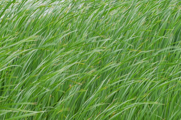 Vollformat-Bild von Pflanzen, die auf dem Feld wachsen