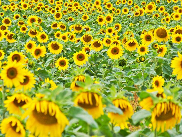 Foto vollformat-bild von sonnenblumen auf dem feld