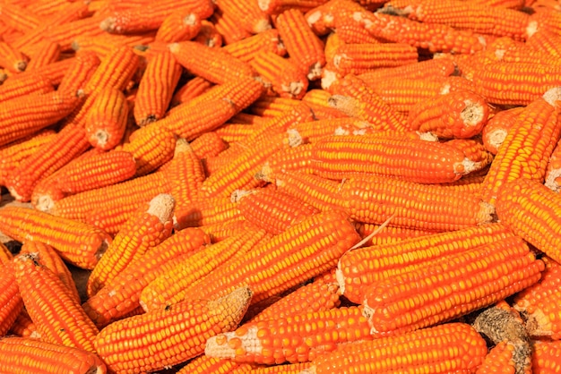 Vollformat-Draufsicht Rohe getrocknete Maisfrüchte oder Maiskörner trocknen im Sonnenlicht auf dem Boden