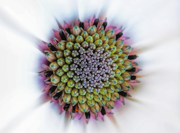 Vollformatige Aufnahme einer Blume