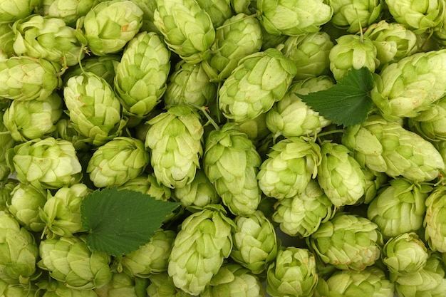 Vollformatige Aufnahme von Bierhummel