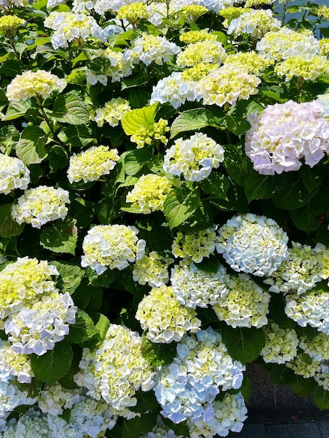 Vollformatige Aufnahme von Blumen