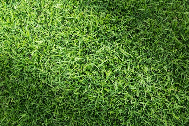 Vollformatige Aufnahme von grünem Gras