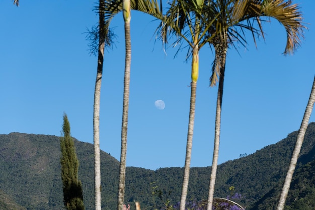 Vollmond-Einstellung durch den Hügel in Teresopolis Rio de Janeiro Brasilien Sonnenaufgang Bäume und Natur rund um den Morgen Selektiver Fokus