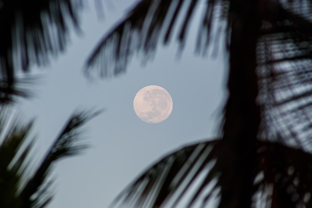 Vollmond in den Palmblättern am Morgen in Rio de Janeiro