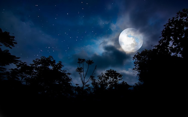 Foto vollmond über bäumen im wald