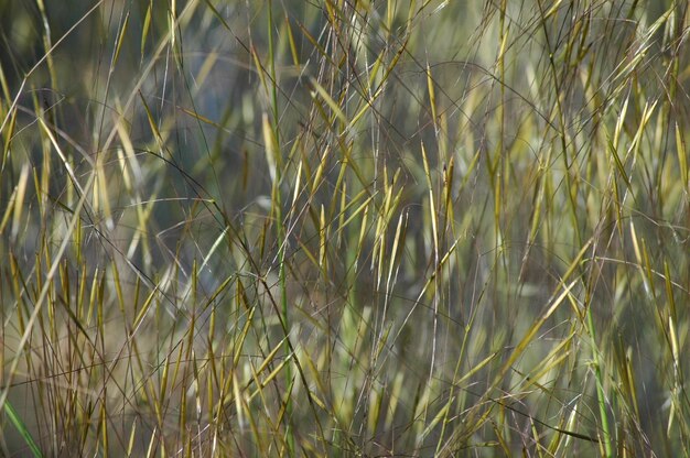 Foto vollrahmen von trockenem gras