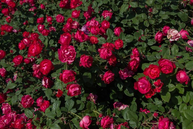 Foto vollrahmenbild von rosa blühenden pflanzen