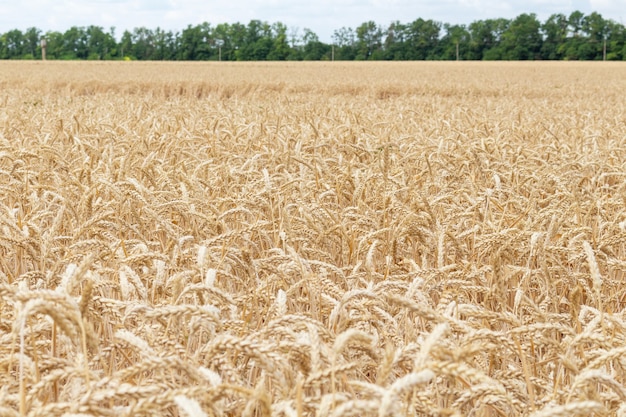 Vollschussfeld des Weizenanbaus