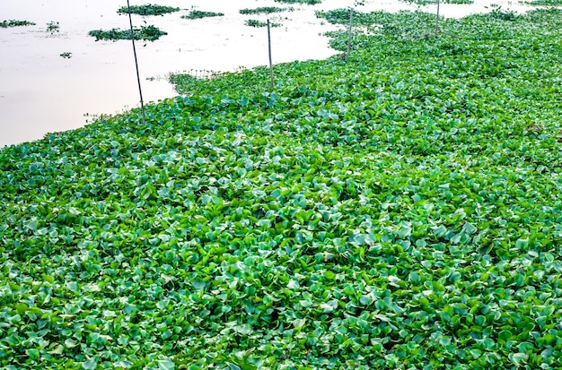 Vollständig bedeckte grüne Eichhornia-Pflanze auf einem Fischteich