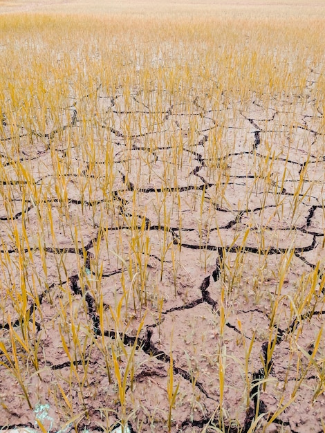 Vollständige Aufnahme des zerrissenen Landes