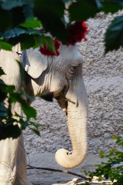 Foto vollständige länge des elefanten