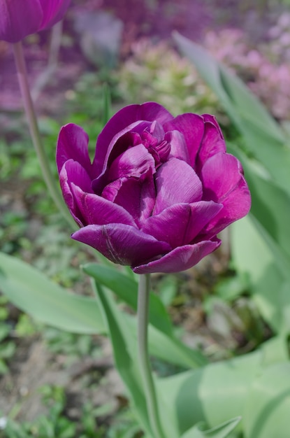 Vollviolett lila. Pfingstrosenblüte lila Doppeltulpe