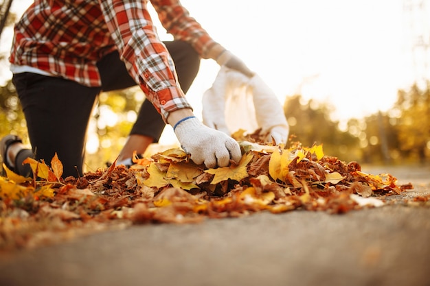 Un voluntario recoge hojas de otoño con guantes.