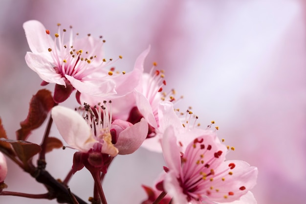 Vom Sonnenlicht beleuchtet frische Kirschblüten