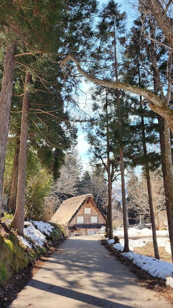 Foto von bäumen gesäumte straße, die im winter in shirakawago, japan, zu einem traditionellen japanischen haus führt