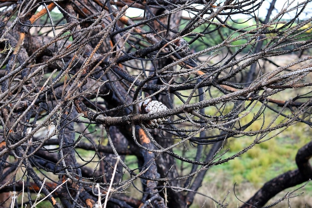 Von den Flammen eines Waldbrandes verkohlte Kiefernzweige.