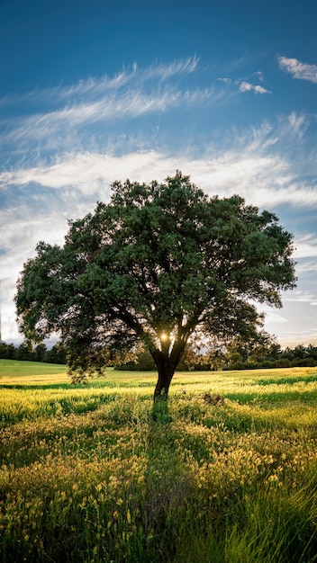 Von hinten beleuchteter Baum im Feld