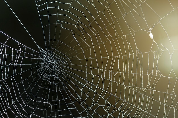 Von hinten beleuchtetes Foto eines Spinnennetzes