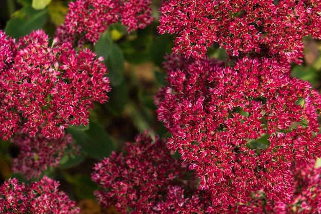 von kleinen rosa Blüten an den Büschen