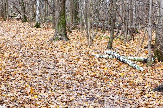 Foto von laub bedeckter fußweg im stadtpark