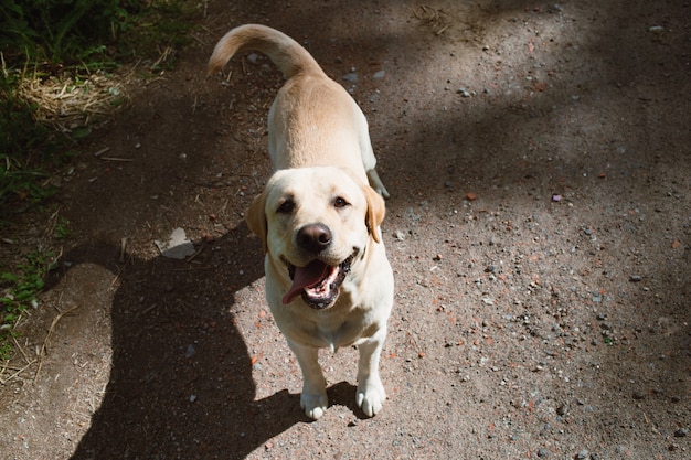 Von oben Ansicht am goldenen Labrador, der im Frühlingspark steht, natürliches Licht