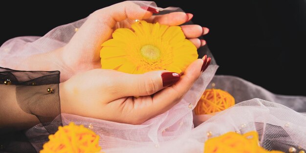 Von oben auf der Ernte anonyme Frauen mit trendiger roter Maniküre halten in seinen Händen leuchtend gelbe Gerbera-Blume im dunklen Raum