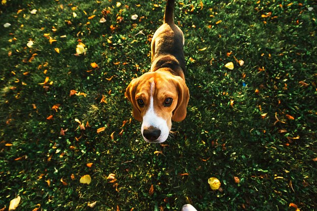 Von oben des ruhigen Beagle-Hundes, der auf dem Rasen spaziert und im Park mit Blick auf die Kamera spaziert?