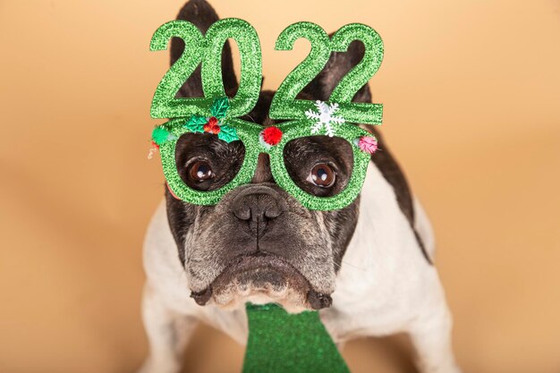 Von oben geschossen von einer französischen Bulldogge mit grüner Brille mit der Aufschrift 2022