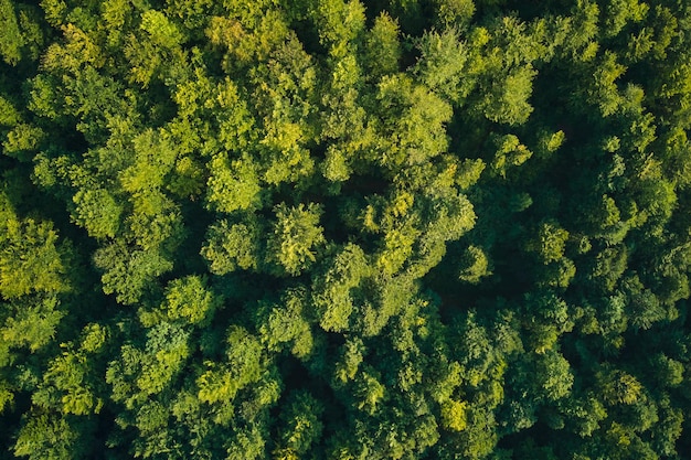Von oben nach unten flache Luftaufnahme des dunklen üppigen Waldes mit grünen Baumkronen im Sommer.