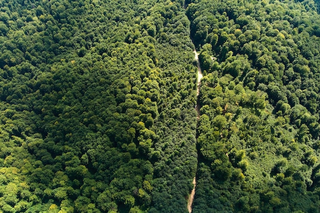 Von oben nach unten flache Luftaufnahme des dunklen, üppigen Waldes mit grünen Baumkronen im Sommer.