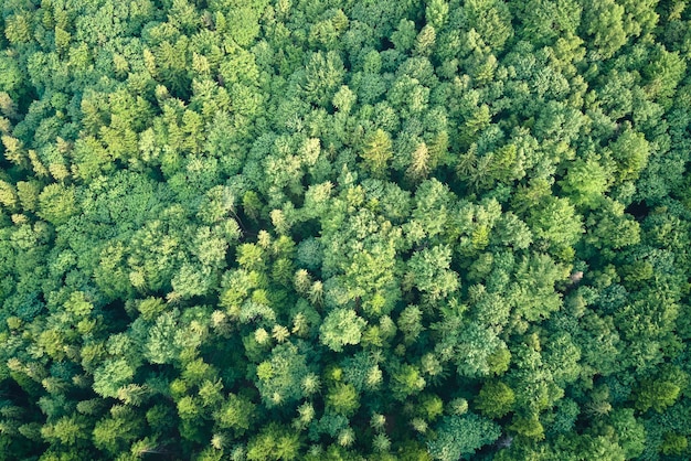 Von oben nach unten flache Luftaufnahme des dunklen üppigen Waldes mit grünen Baumkronen im Sommer