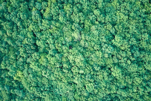 Von oben nach unten flache Luftaufnahme des dunklen üppigen Waldes mit grünen Baumkronen im Sommer