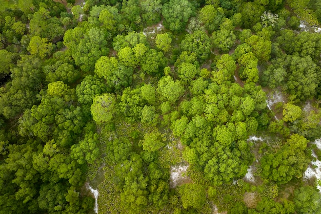 Von oben nach unten flache Luftaufnahme des dunklen üppigen Waldes mit grünen Baumkronen im Sommer