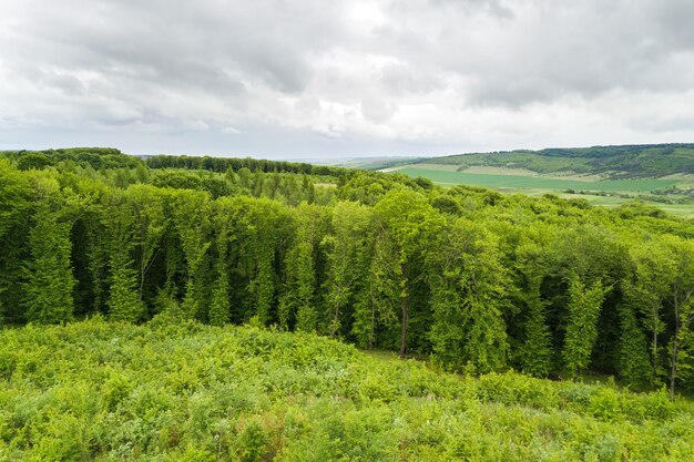 Von oben nach unten Luftaufnahme des grünen Sommerwaldes mit Überdachungen vieler frischer Bäume.