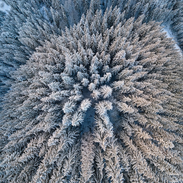 Von oben nach unten Luftaufnahme des schneebedeckten immergrünen Kiefernwaldes nach starkem Schneefall im Winterbergwald an einem kalten, ruhigen Tag.