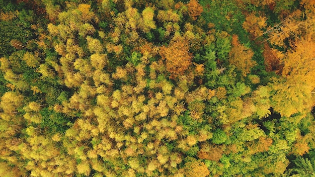 Von oben nach unten Luftsonnenwald am Berghügel niemand Naturlandschaft am sonnigen Herbsttag Mount Green