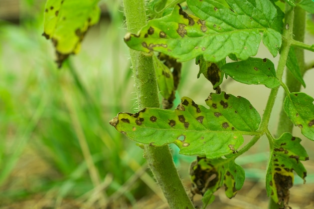 Von Septoria lycopersici-Pilz betroffene Tomatenblätter