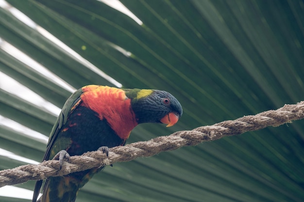 Von unten ein kleiner bunter Vogel mit buntem Gefieder, der auf einem Seil gegen Palmblätter im tropischen Park sitzt