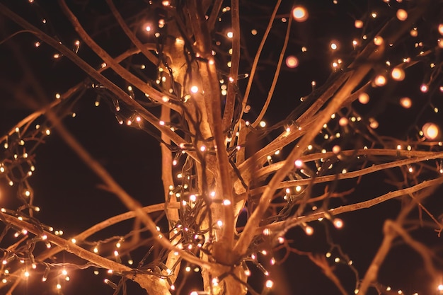 Von unten gewickelte Lichterketten nachts im Park um Zweige des Herbstbaums